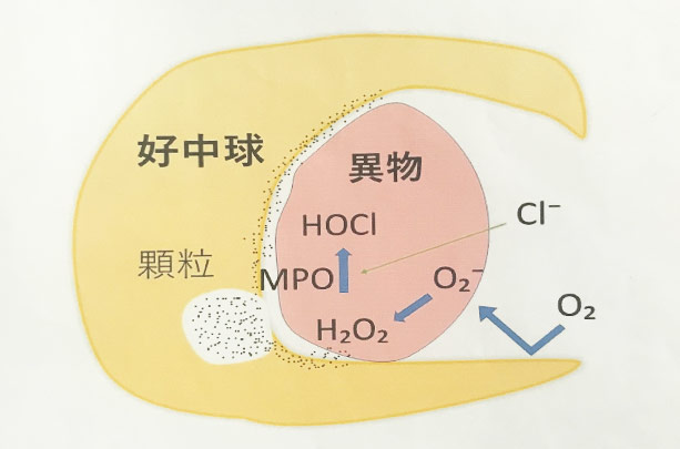 好中球